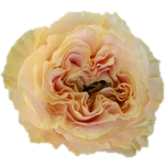 Princess Crown Rose de jardin d'Equateur Ethiflora